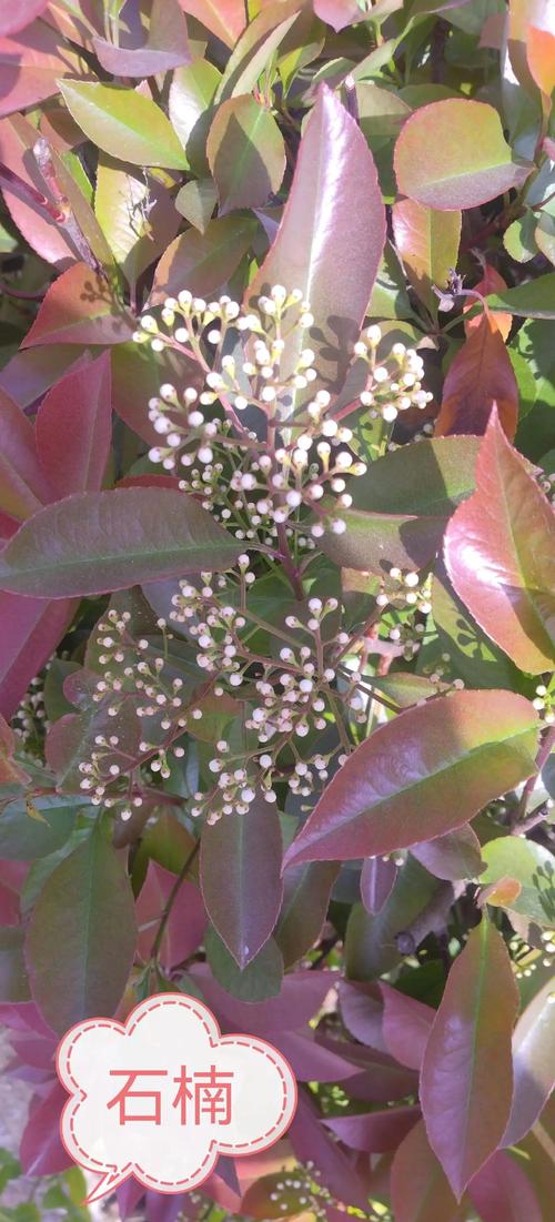 石楠树在风水布局中能起到怎样的作用呢？