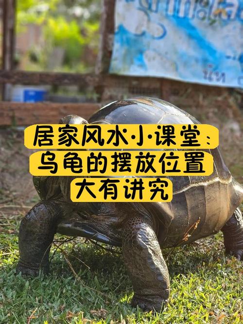 书桌上摆放乌龟会对风水产生怎样的影响呢？
