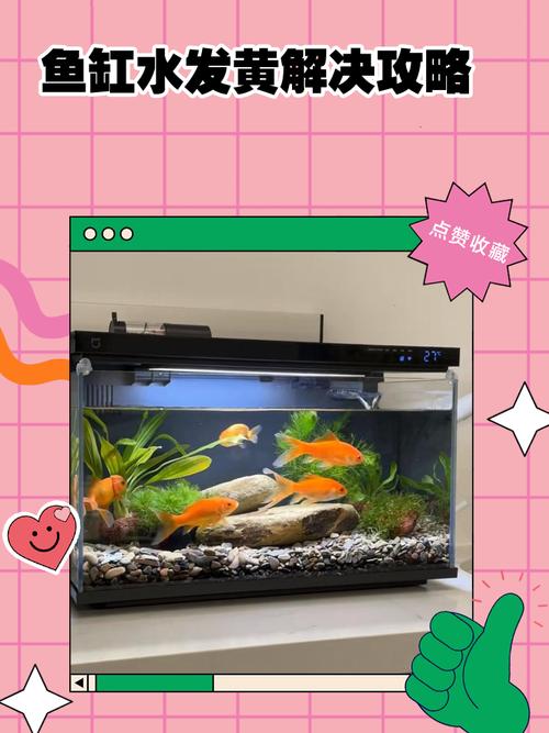 鱼缸脏污是否会对家居风水产生不良影响呢？