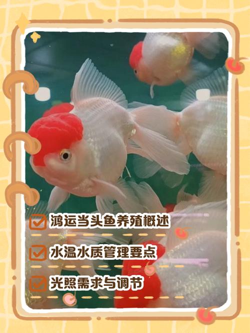 小区里养鱼风水怎么样，适合养鱼吗？