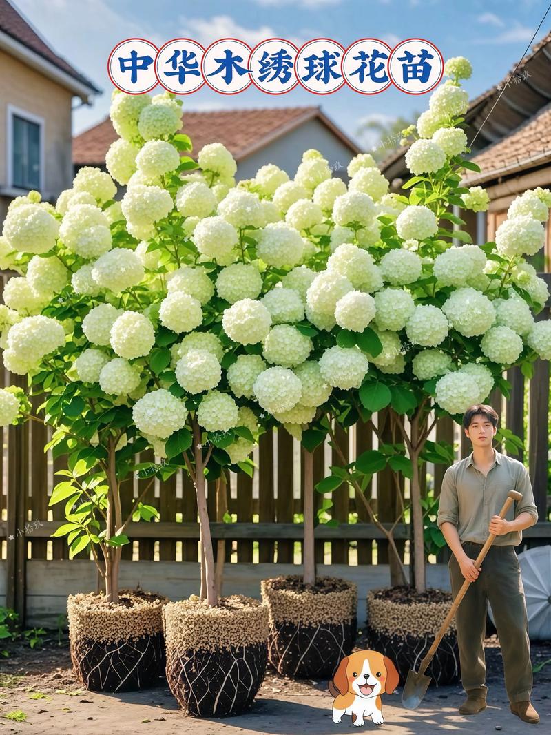绣球花种植在庭院中会对家宅风水产生怎样的影响呢？