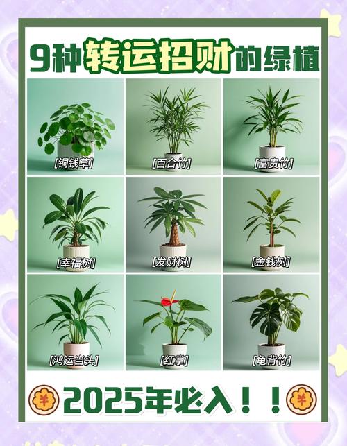 阳台种植花草真的能带来财运吗？