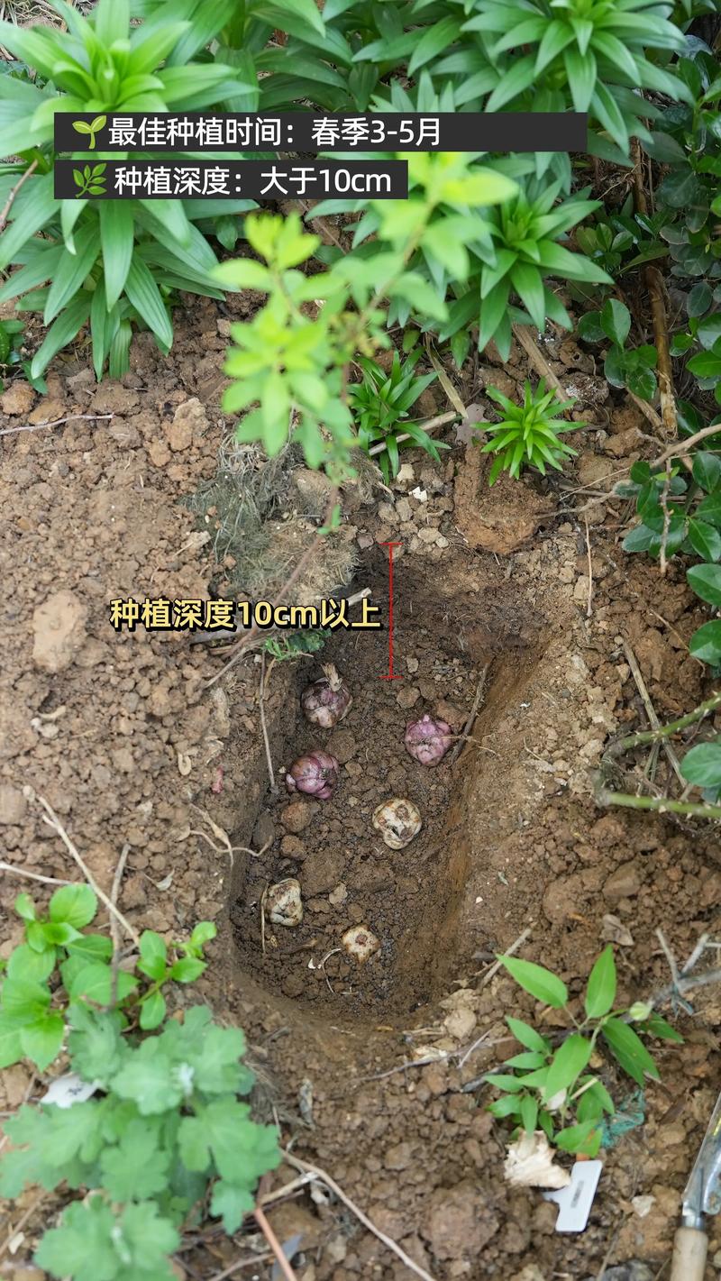 家里种植百合花风水如何，适合我家吗？