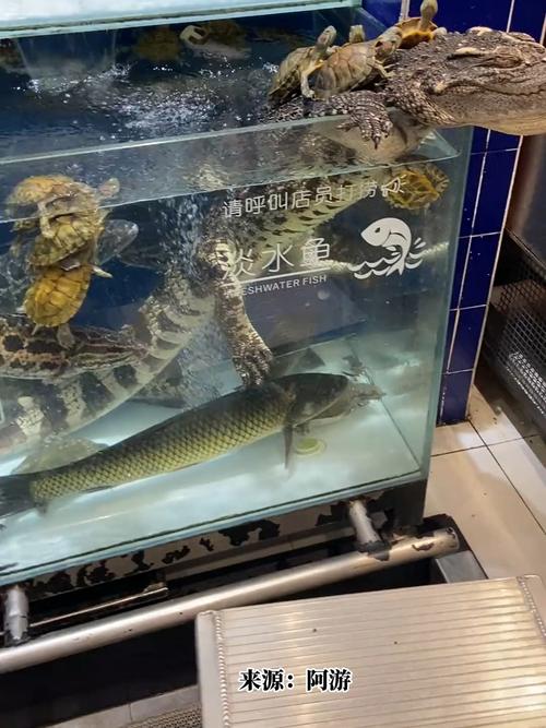 家里挂鳄鱼图案会对家居风水产生不良影响吗？