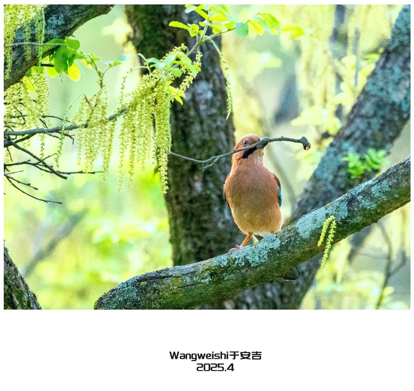 养松鸦会对家中的风水产生不利影响吗？
