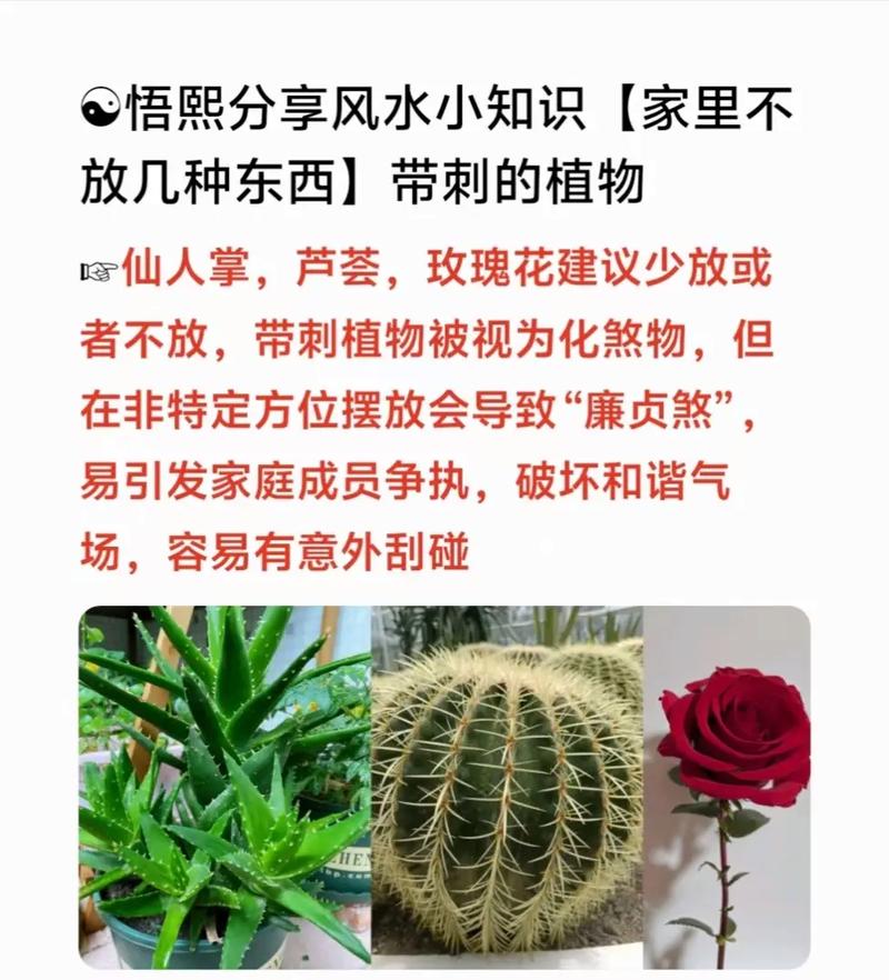 尖刺花卉对家居风水有何具体影响和作用？