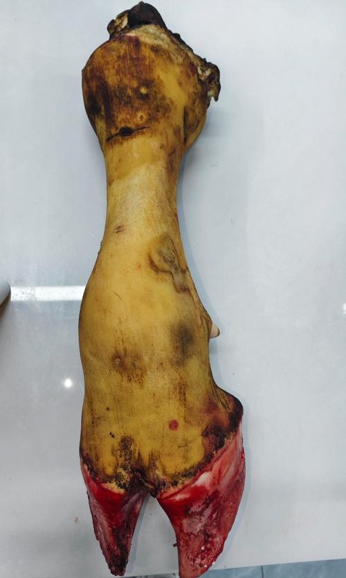 牛骨摆件摆放在家中，对家居风水有何益处？