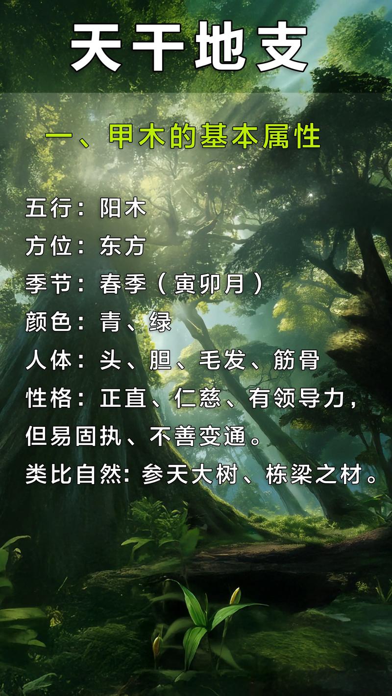 甲木女命适合找哪种男命？甲木适合从事哪个行业嫩发财？