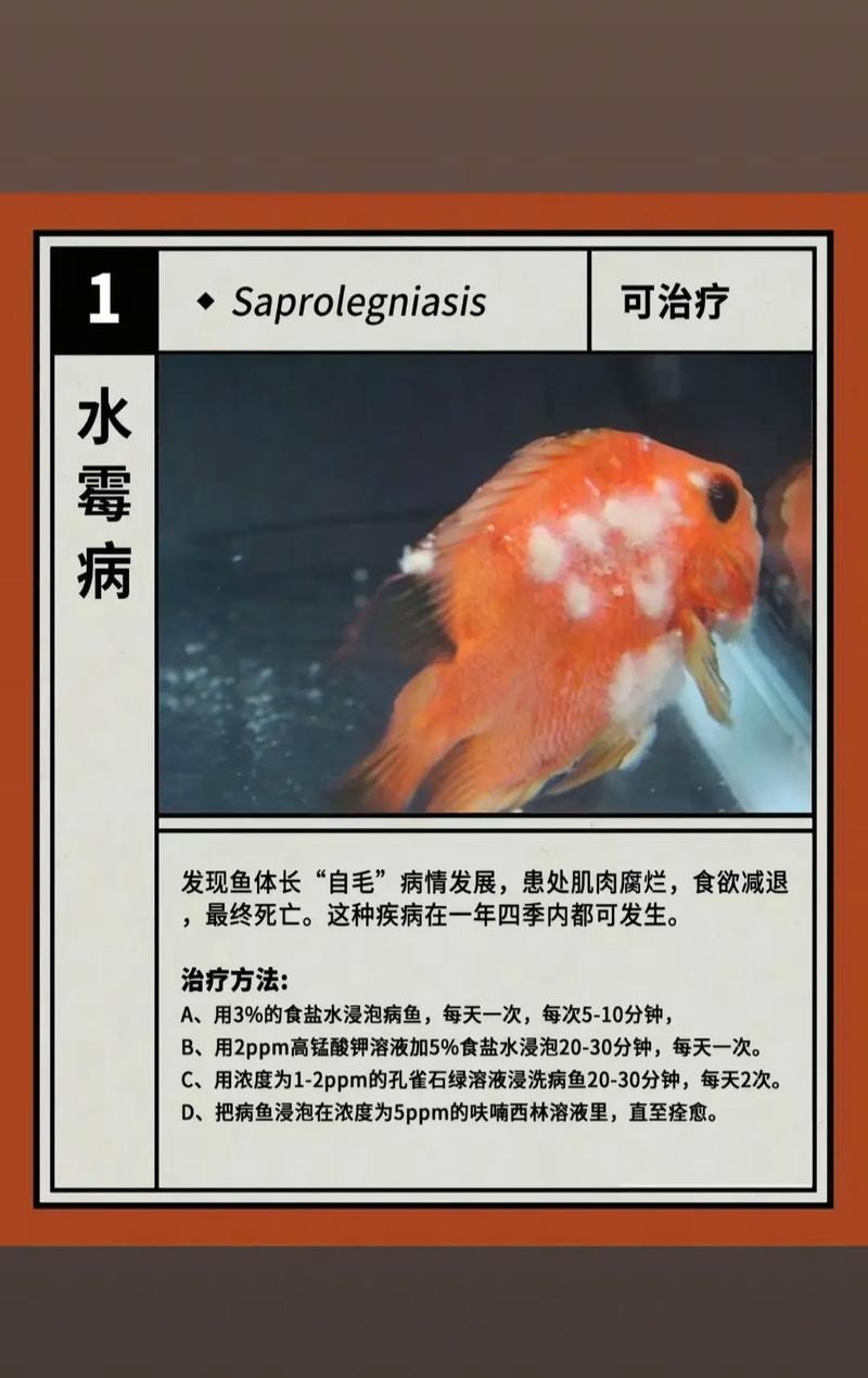 风水鱼生病了能否通过放生来改善其健康状况呢？