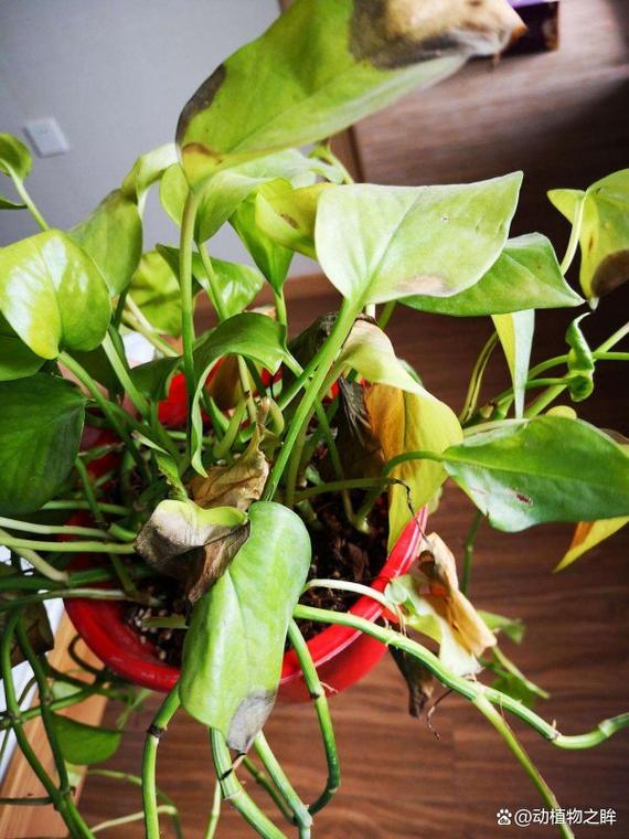 绿萝叶子向下掉落是否会对家居风水产生不良影响？