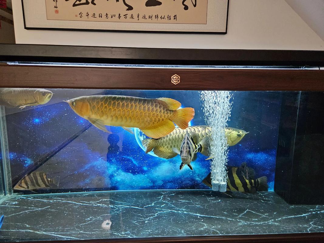 大阳台适合养龙鱼吗？这样的风水布局好吗？