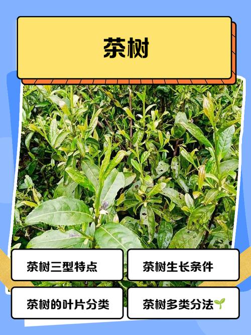 屋后种植茶树对风水有何影响？