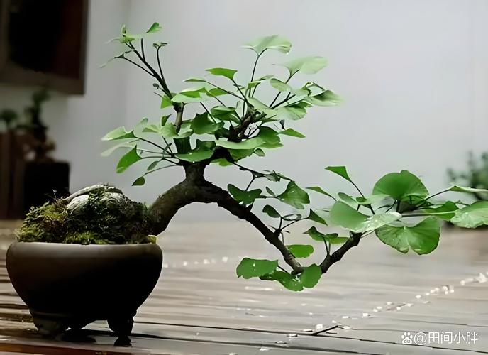 杏树造型破坏风水，这样的做法会影响家居风水吗？
