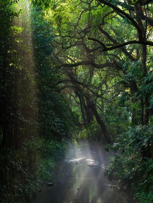 树林中雾气缭绕的地方，是否属于风水宝地？