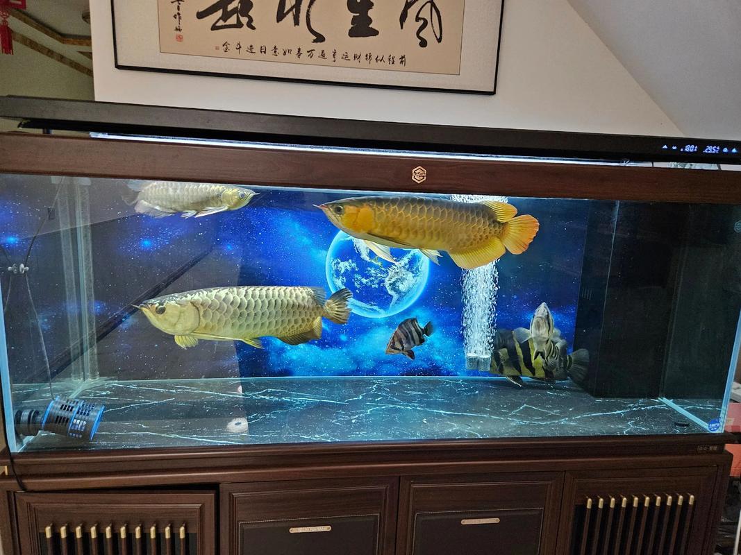 大阳台适合养龙鱼吗？这样的风水布局好吗？