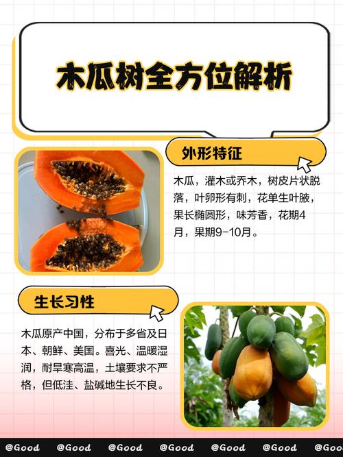 风水学中，木瓜树被归类为凶木吗？有什么依据和解释？