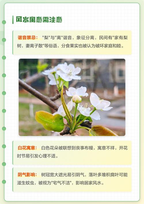 院里种梨树会对风水产生怎样的影响呢？