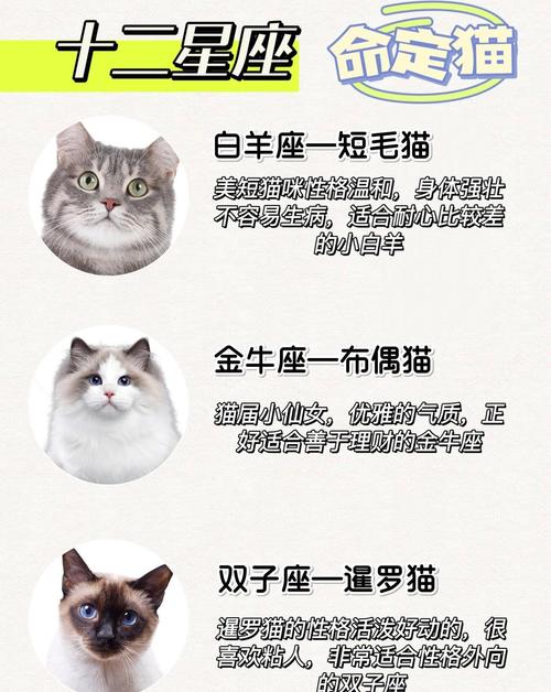 爱猫如命的人属于哪种命格？命格有哪些特点？