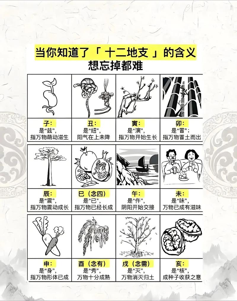 命理学中命属和地支分别代表什么含义？