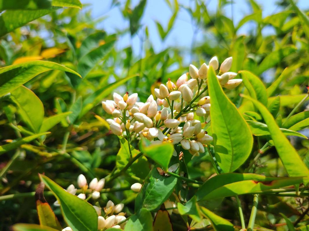 南天竹对风水有益吗？它开花吗？