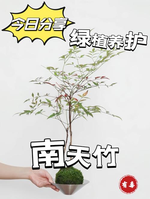 风水学中，竹树对住宅起到保护作用吗？