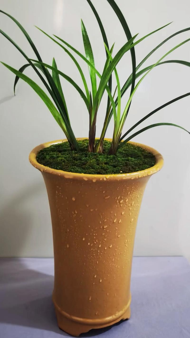 家里摆放兰草会影响风水运势吗？