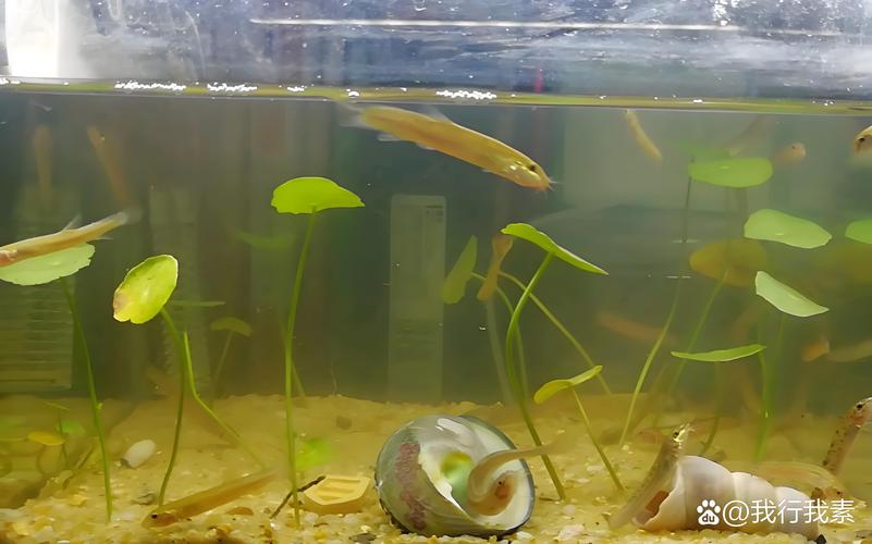 鱼缸里喂养泥鳅是否会对家居风水产生不良影响呢？
