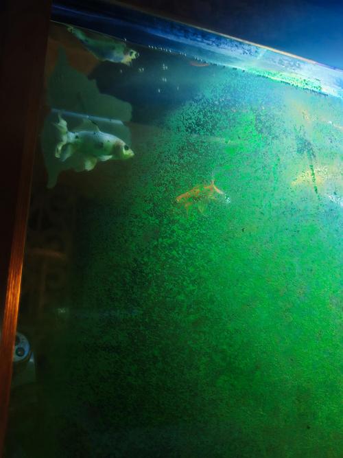 鱼缸长绿苔，这会影响风水吗？