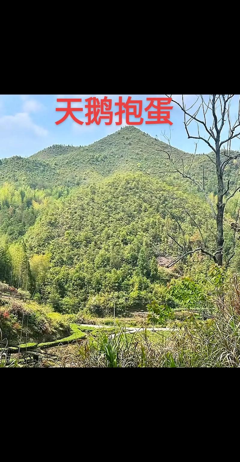 大地将天鹅孵蛋的风水原理是什么？