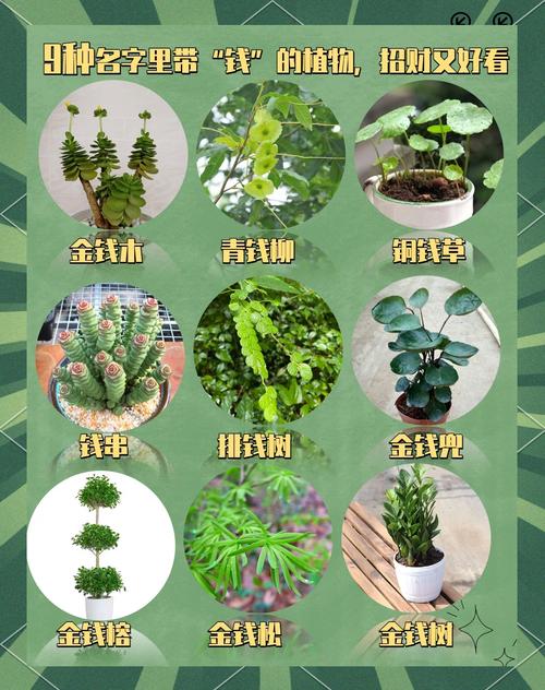 海中金命适合种植哪些植物？吉利数字是什么？