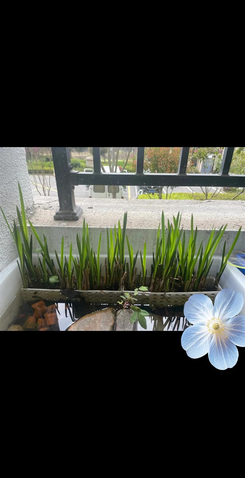 鱼缸放置菖蒲风水如何，是否适宜？