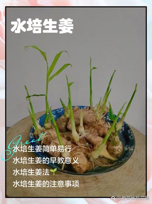 家里摆放姜对风水有影响吗？适合种植吗？