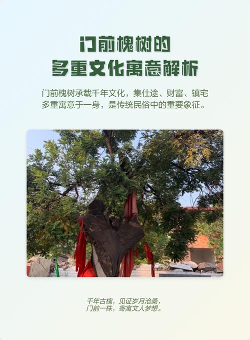 门前种槐树对风水有好处吗？