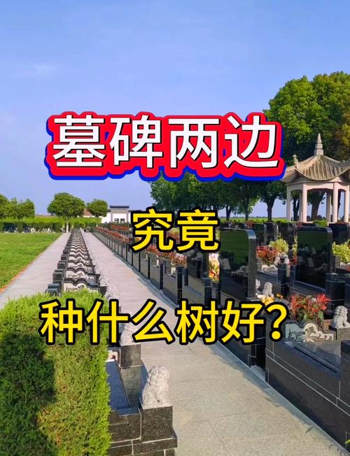 坟墓周围种植树木能否改善当地风水？