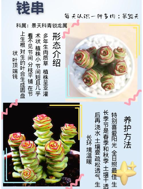 种钱串对家居风水有促进作用吗？