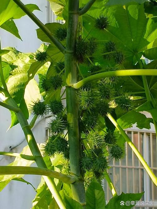 房前种植蓖麻会对家宅风水产生怎样的影响呢？