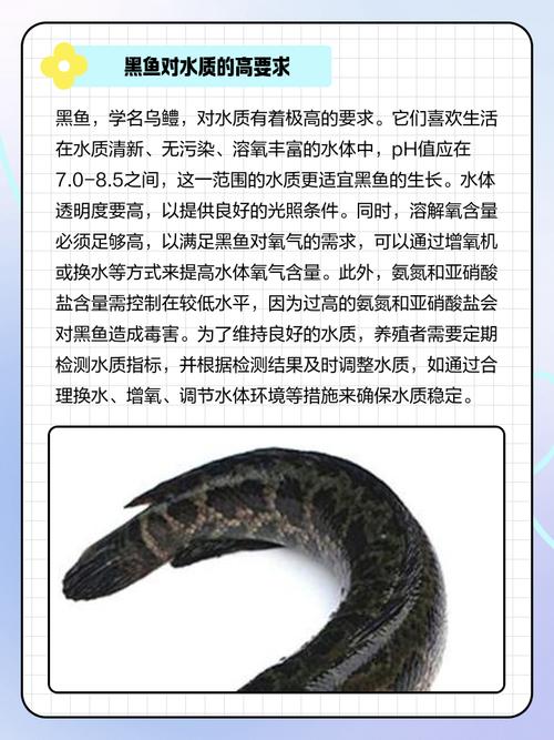 风水黑鱼死亡会对家居风水产生何种不良影响呢？