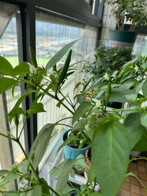 阳台种植辣椒会对家居风水产生哪些不利影响？