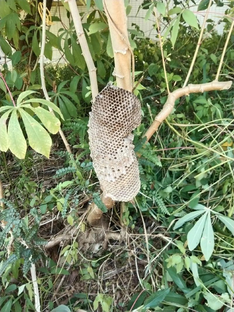 马蜂建巢的位置与当地风水环境之间是否存在某种关联？