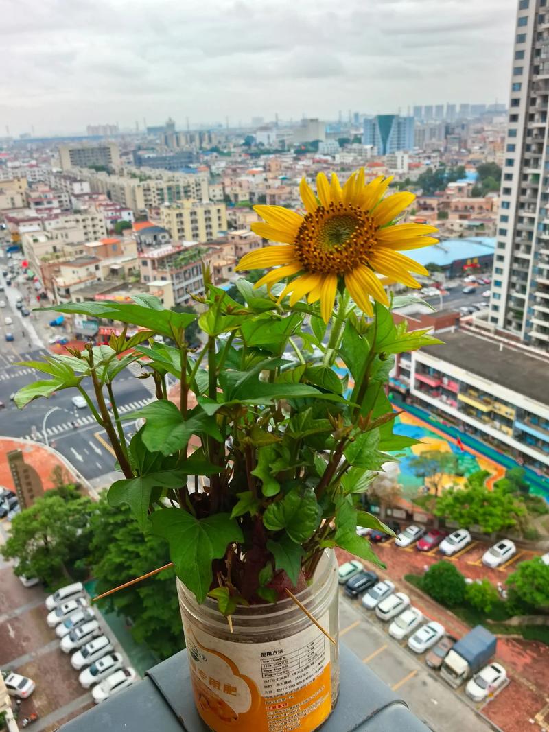 家里适合种植红薯吗？这样的风水布局合适吗？