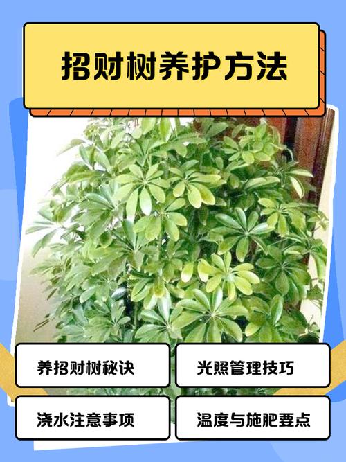 酒店绿化养护的风水讲究有哪些注意事项？