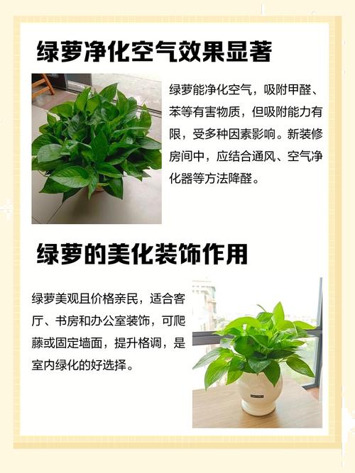 家里养绿萝会对风水产生怎样的影响呢？