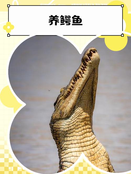 在家饲养鳄鱼会对家庭风水产生何种影响呢？