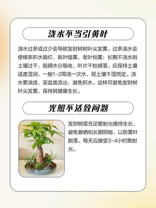 植物叶尖对风水有何具体影响？