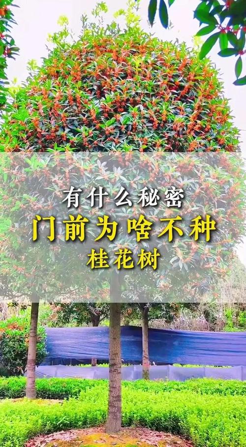 门口种桂花风水好吗？有什么讲究和注意事项？