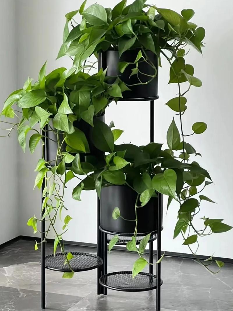 空调上摆放绿萝风水上是否合适？