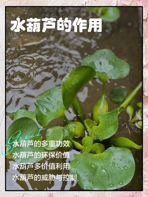 风水养水葫芦有什么好处？