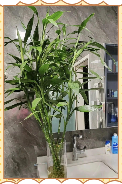 风水学中，厕所放假期间摆放花卉合适吗？