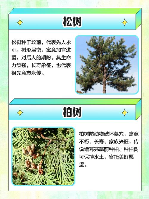 墓地松树的风水讲究有哪些具体要求？