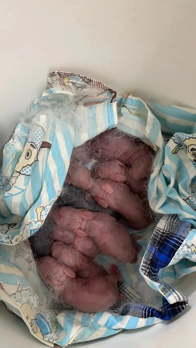 2014年出生的宝宝和2019年出生的猪宝宝分别是什么命？